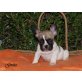 Französische Bulldogge Welpen - Hündin