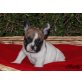 Französische Bulldogge Welpen - Hündin