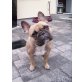 Französische Bulldogge Welpen - Hündin