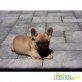 Französische Bulldogge Welpen - Hündin