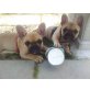 Französische Bulldogge Welpen - Hündin