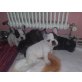Französische Bulldogge Welpen - Hündin