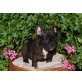 Französische Bulldogge Welpen - Hündin