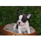 Französische Bulldogge Welpen - Hündin