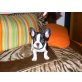 Französische Bulldogge Welpen - Hündin