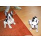 Französische Bulldogge Welpen - Hündin