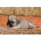Französische Bulldogge Welpen - Hündin
