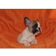 Französische Bulldogge Welpen - Hündin
