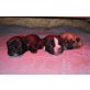 Französische Bulldogge Welpen - Hündin