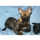 Französische Bulldogge Welpen - Hündin