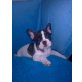 Französische Bulldogge Welpen - Hündin