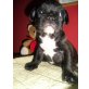 Französische Bulldogge Welpen - Hündin