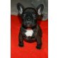 Französische Bulldogge Welpen - Hündin