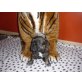 Französische Bulldogge Welpen - Hündin