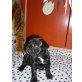 Französische Bulldogge Welpen - Hündin