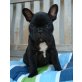 Französische Bulldogge Welpen - Hündin