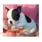 Französische Bulldogge Welpen - Hündin