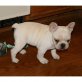 Französische Bulldogge Welpen - Hündin