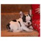 Französische Bulldogge Welpen - Hündin