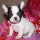 Französische Bulldogge Welpen - Hündin