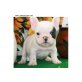 Französische Bulldogge Welpen - Hündin