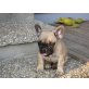 Französische Bulldogge Welpen - Hündin