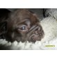 Französische Bulldogge Welpen - Hündin