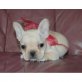 Französische Bulldogge Welpen - Hündin