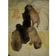 Französische Bulldogge Welpen - Hündin