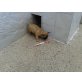 Französische Bulldogge Welpen - Hündin
