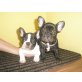 Französische Bulldogge Welpen - Hündin