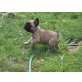 Französische Bulldogge Welpen - Hündin