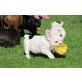 Französische Bulldogge Welpen - Hündin