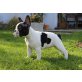 Französische Bulldogge Welpen - Hündin