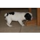 Französische Bulldogge Welpen - Hündin