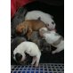 Französische Bulldogge Welpen - Hündin