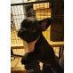 Französische Bulldogge Welpen - Hündin