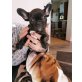 Französische Bulldogge Welpen - Hündin