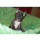 Französische Bulldogge Welpen - Hündin