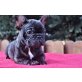 Französische Bulldogge Welpen - Hündin