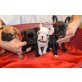 Französische Bulldogge Welpen - Hündin