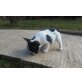 Französische Bulldogge Welpen - Hündin