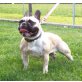 Französische Bulldogge Welpen - Hündin