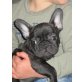 Französische Bulldogge Welpen - Hündin