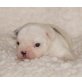 Französische Bulldogge Welpen - Hündin