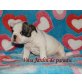 Französische Bulldogge Welpen - Hündin