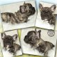 Französische Bulldogge Welpen - Hündin