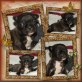 Französische Bulldogge Welpen - Hündin