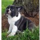 Französische Bulldogge Welpen - Hündin