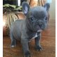 Französische Bulldogge Welpen - Hündin